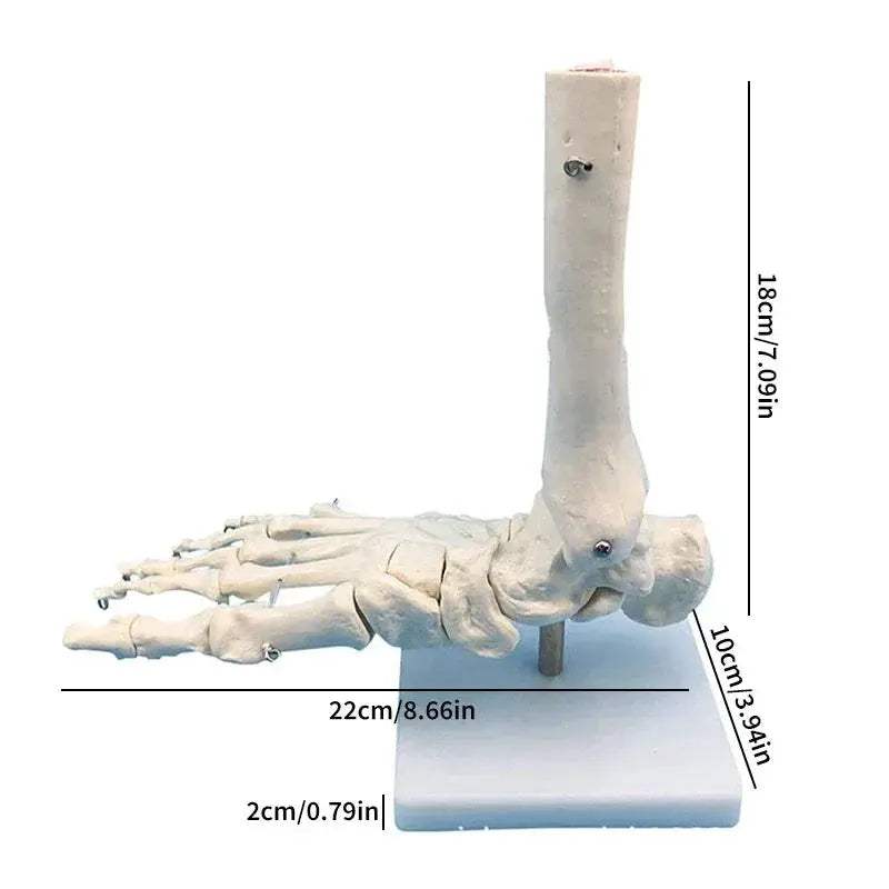 Life Size Hand Anatomy Model PVC Skeleton for Teaching - ToylandEU