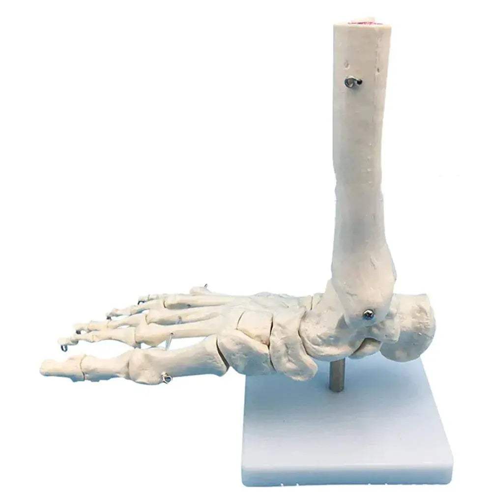 Life Size Hand Anatomy Model PVC Skeleton for Teaching - ToylandEU
