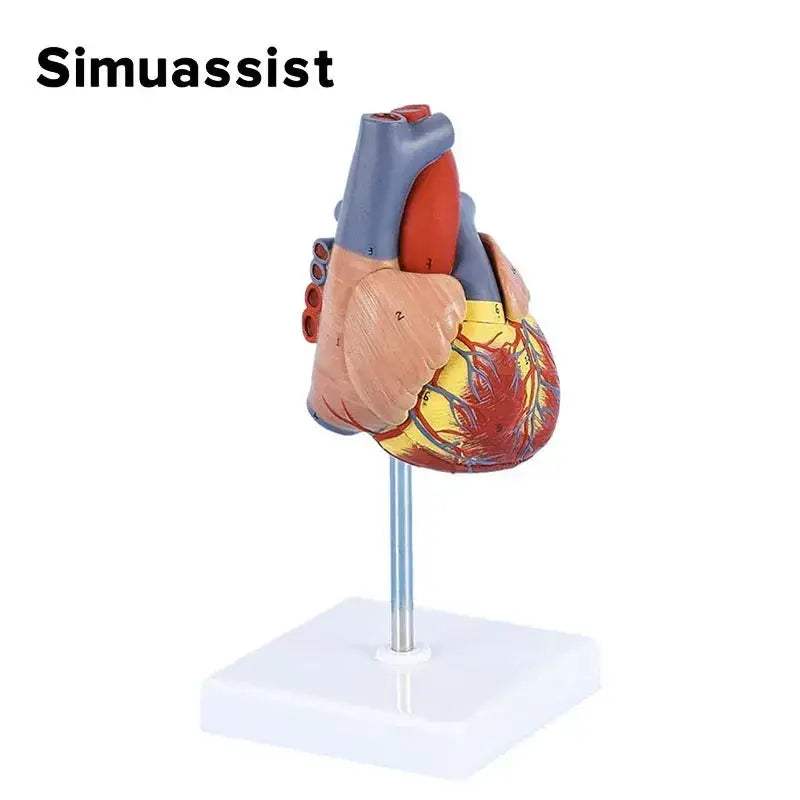 Life Size Heart Anatomy Model For Medical Teaching Resources - ToylandEU
