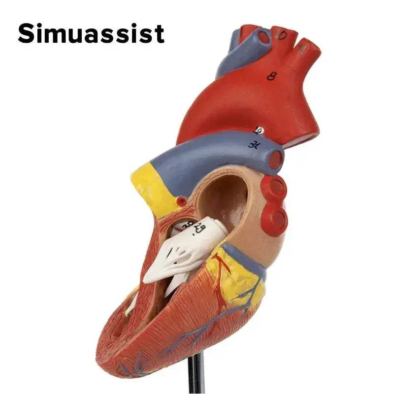 Life Size Heart Anatomy Model For Medical Teaching Resources - ToylandEU