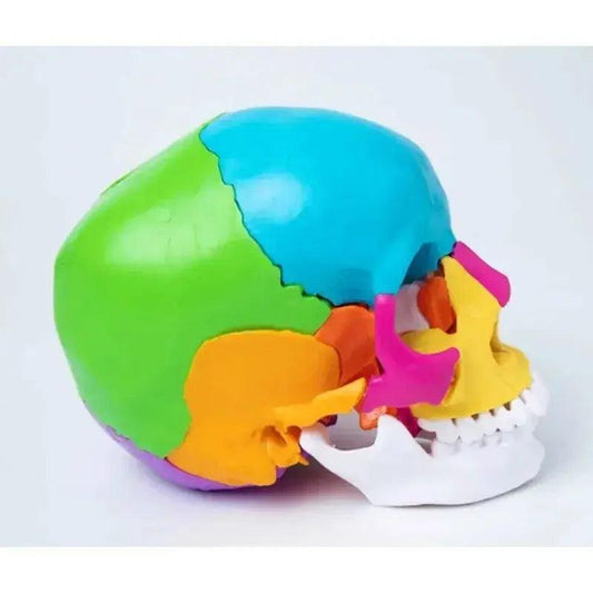  Life Size Human Skull Anatomy Model 22 Parts Colored -  ToylandEU™