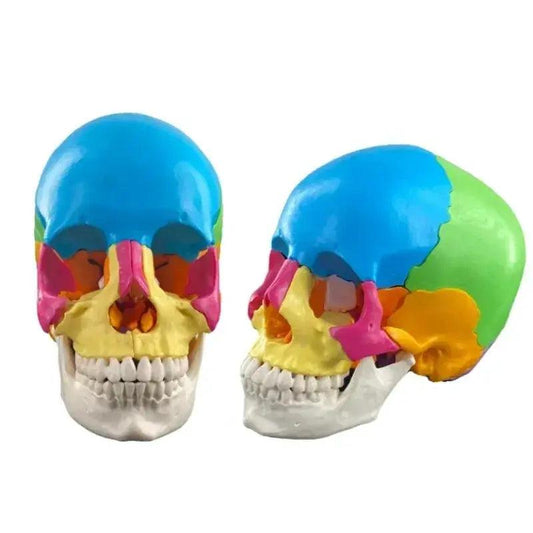  Life Size Human Skull Anatomy Model 22 Parts Colored -  ToylandEU™