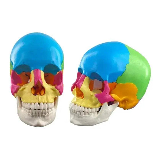 Life Size Human Skull Anatomy Model With 22 Parts Colored - ToylandEU