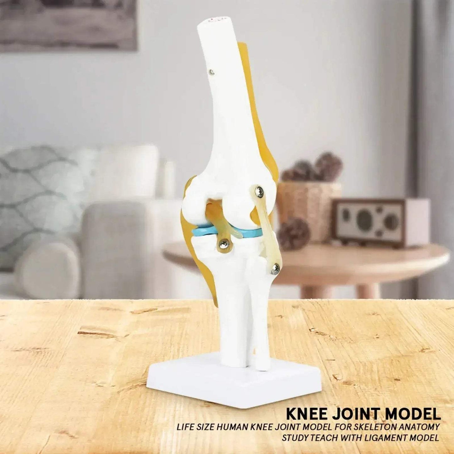 Life Size Knee Joint Anatomy Model With Ligaments For Study - ToylandEU