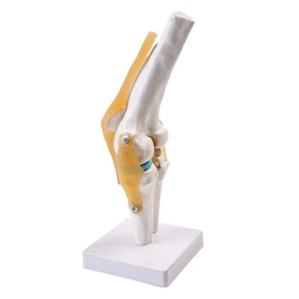 Life-Size Knee Joint Model With Ligaments And Lightweight Display Base - ToylandEU