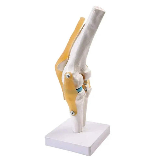 Life-Size Knee Joint Model With Ligaments And Lightweight Display Base - ToylandEU