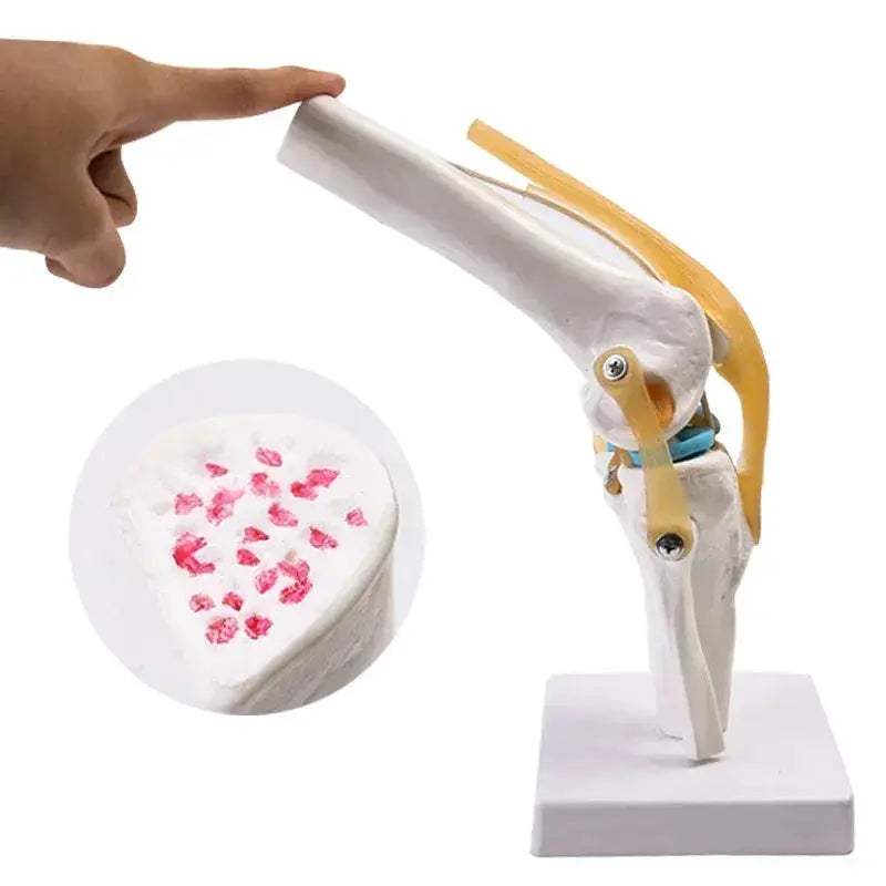 Life-Size Knee Joint Model With Ligaments And Lightweight Display Base - ToylandEU