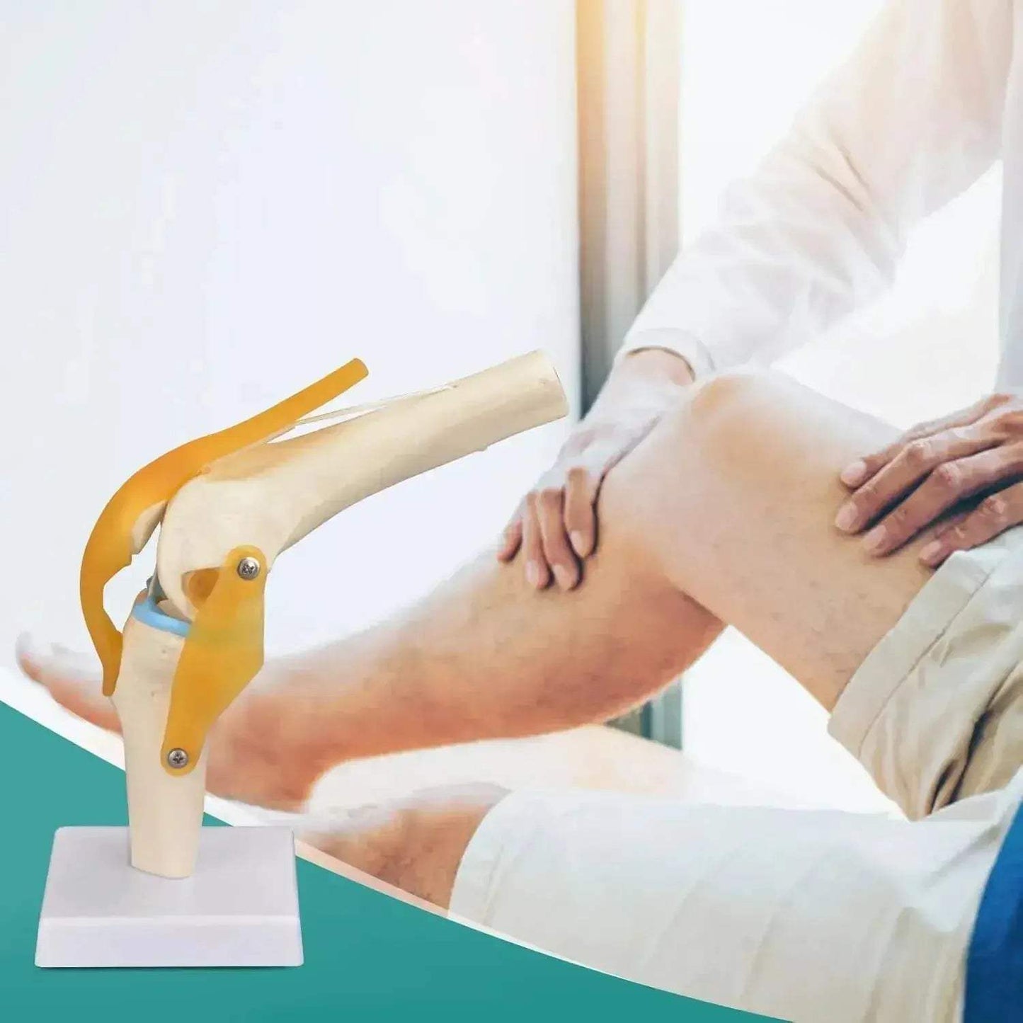 Life-Size Knee Joint Model With Ligaments And Lightweight Display Base - ToylandEU