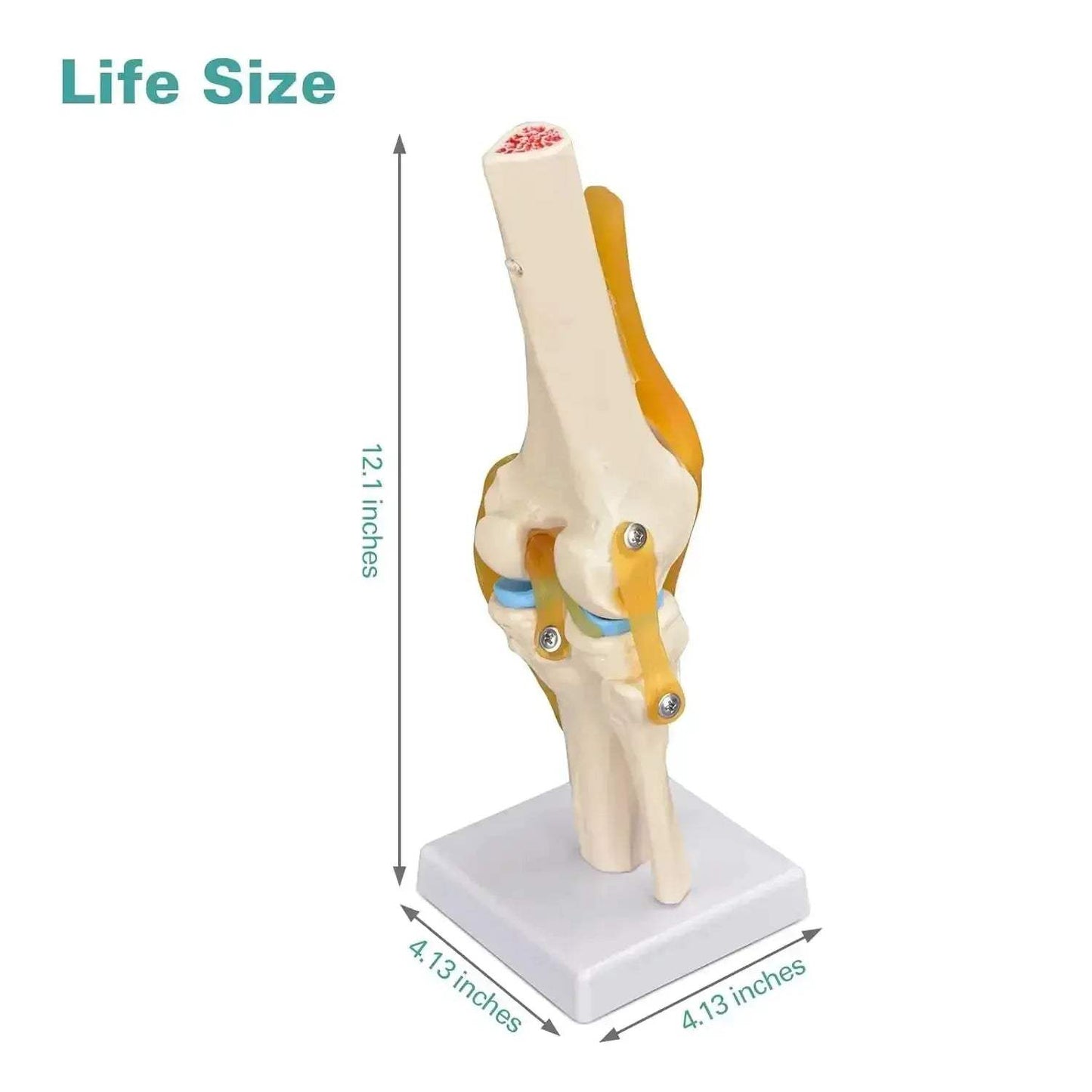 Life-Size Knee Joint Model With Ligaments And Lightweight Display Base - ToylandEU