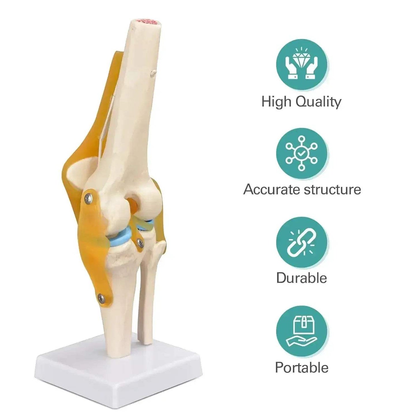 Life-Size Knee Joint Model With Ligaments And Lightweight Display Base - ToylandEU