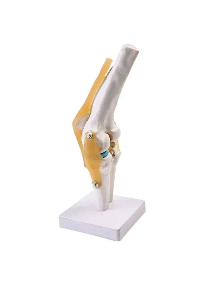Life-Size Knee Joint Model With Ligaments And Lightweight Display Base - ToylandEU