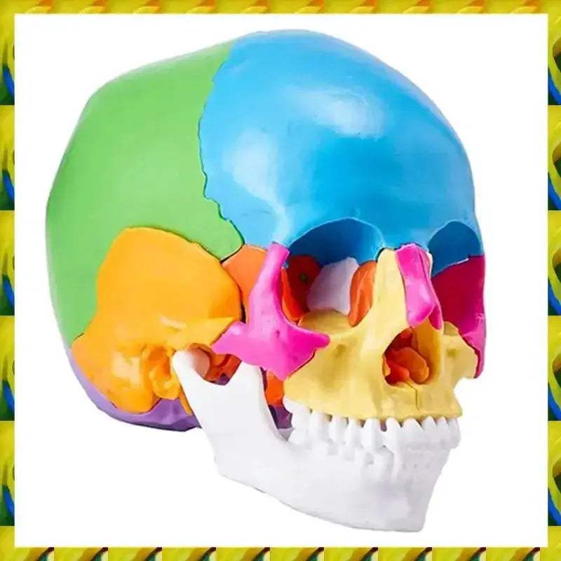Life Size Painted Anatomy Skull Model For Study And Display - ToylandEU