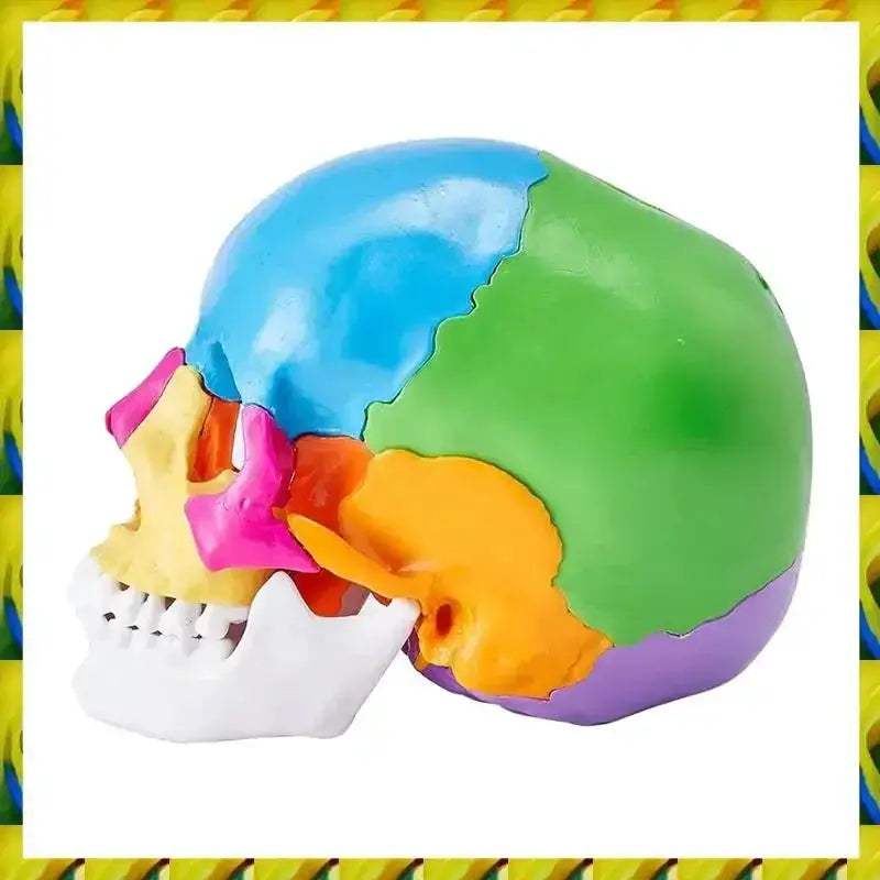 Life Size Painted Anatomy Skull Model For Study And Display - ToylandEU