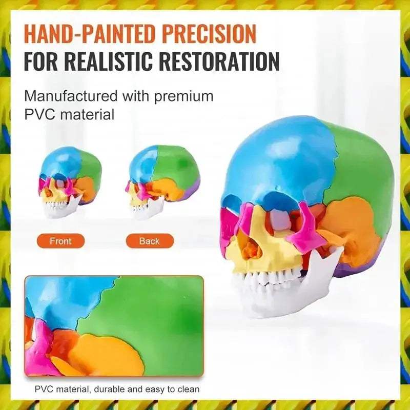 Life Size Painted Anatomy Skull Model For Study And Display - ToylandEU