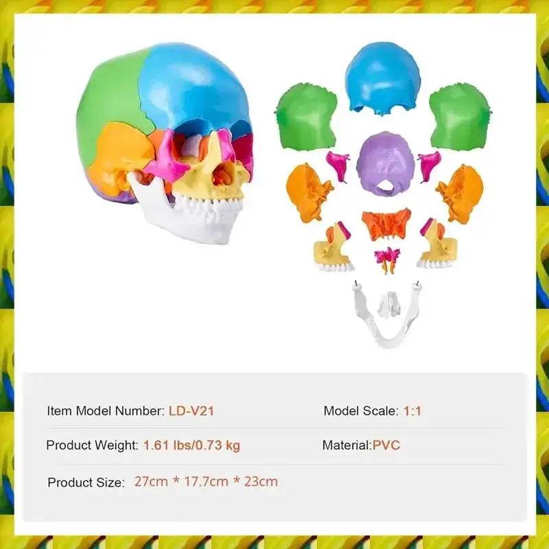 Life Size Painted Anatomy Skull Model For Study And Display - ToylandEU