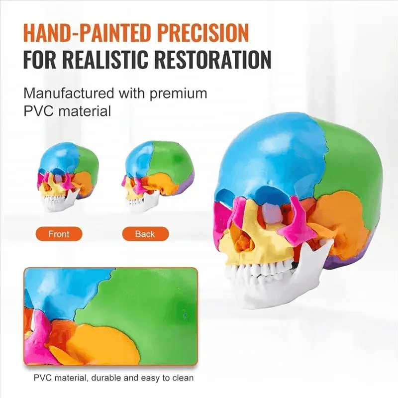 Life Size Painted Anatomy Skull Model For Study And Display - ToylandEU