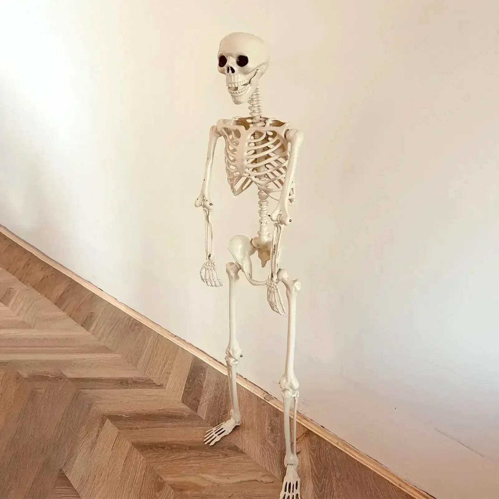 Life Size Realistic Skeleton With Movable Joints For Halloween Decor - ToylandEU