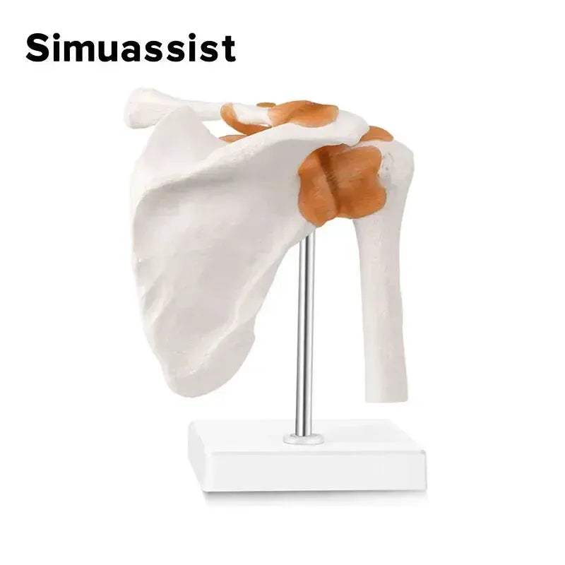 Life Size Shoulder Joint Anatomy Model For Medical Teaching - ToylandEU