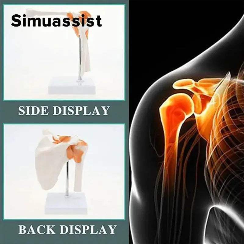 Life Size Shoulder Joint Anatomy Model For Medical Teaching - ToylandEU