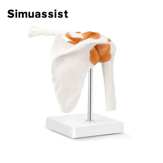  Life Size Shoulder Joint Anatomy Model Teaching Aid -  ToylandEU™