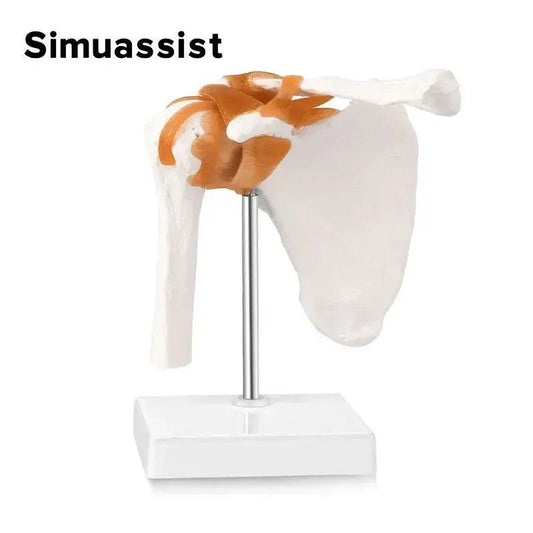  Life Size Shoulder Joint Anatomy Model Teaching Aid -  ToylandEU™