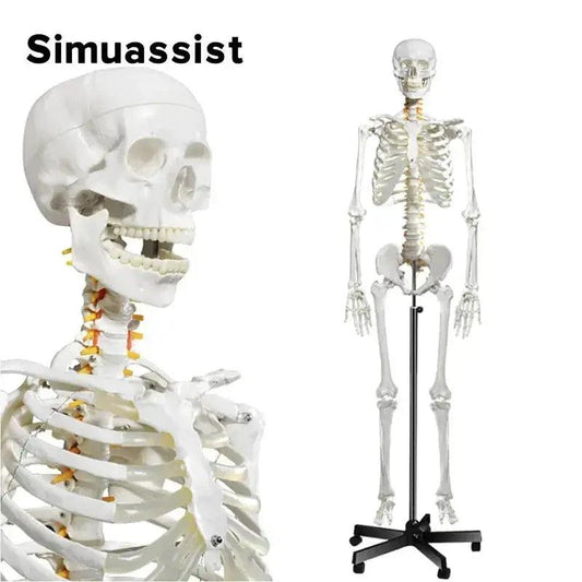  Life Size Skeleton Model Removable Limbs For Education -  ToylandEU™