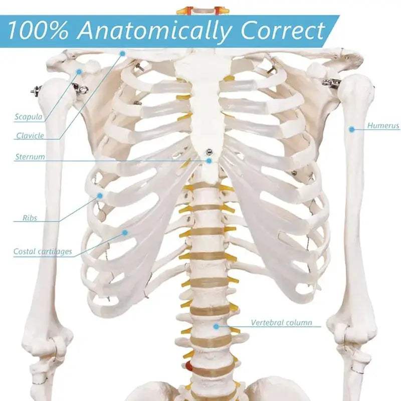 Life Size Skeleton Model With Removable Limbs For Education - ToylandEU