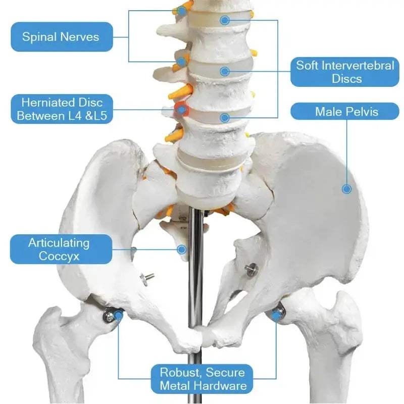 Life Size Skeleton Model With Removable Limbs For Education - ToylandEU