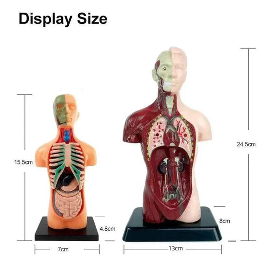  Lifelike 3D Anatomy Model Heart Brain Toy Toyland EU -  ToylandEU™