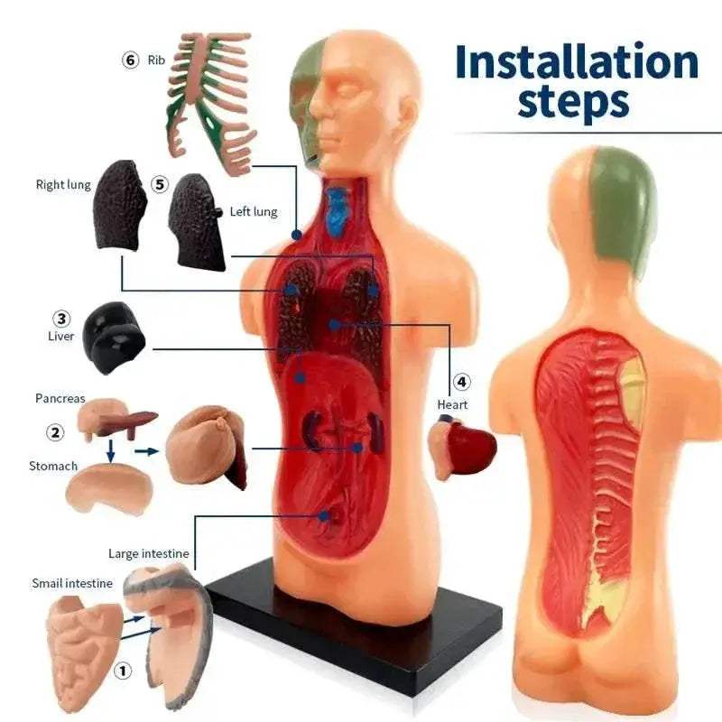  Lifelike 3D Anatomy Model Heart Brain Toy Toyland EU -  ToylandEU™