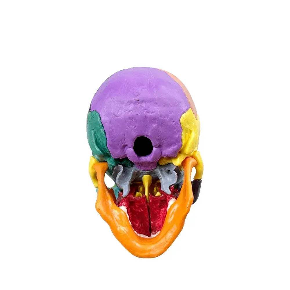Lifelike Detachable Dental Skull Model for Teaching - ToylandEU