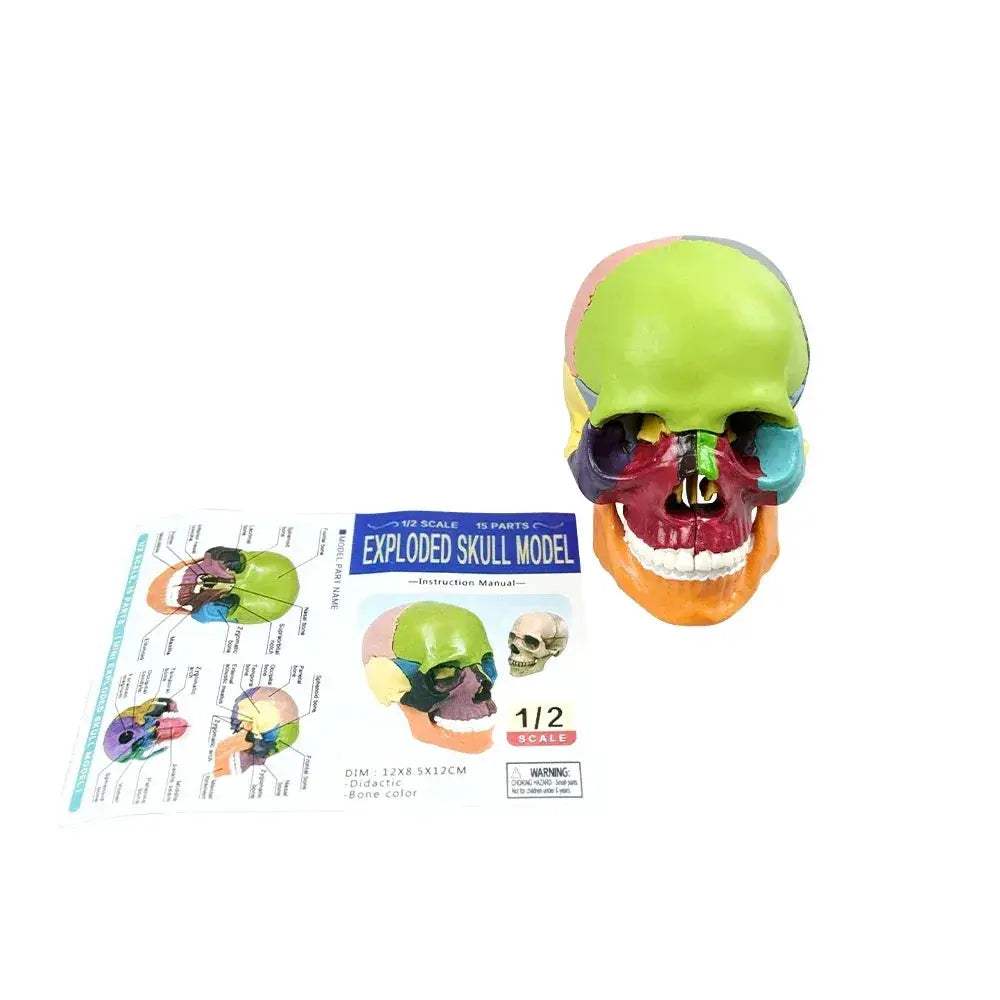 Lifelike Detachable Dental Skull Model for Teaching - ToylandEU