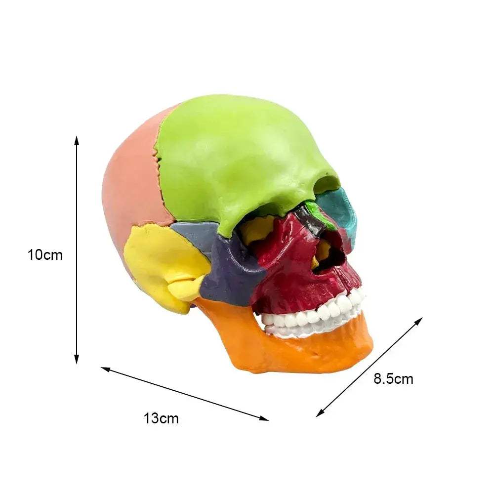 Lifelike Detachable Dental Skull Model for Teaching - ToylandEU