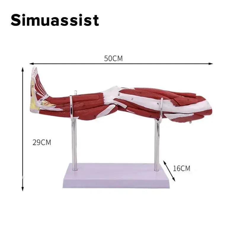  Lower Leg Anatomy Model Detachable Muscles for Teaching -  ToylandEU™
