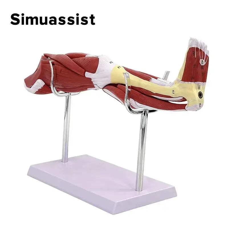 Lower Leg Anatomy Model With Detachable Muscles For Medical Teaching - ToylandEU