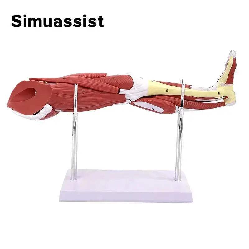 Lower Leg Anatomy Model With Detachable Muscles For Medical Teaching - ToylandEU