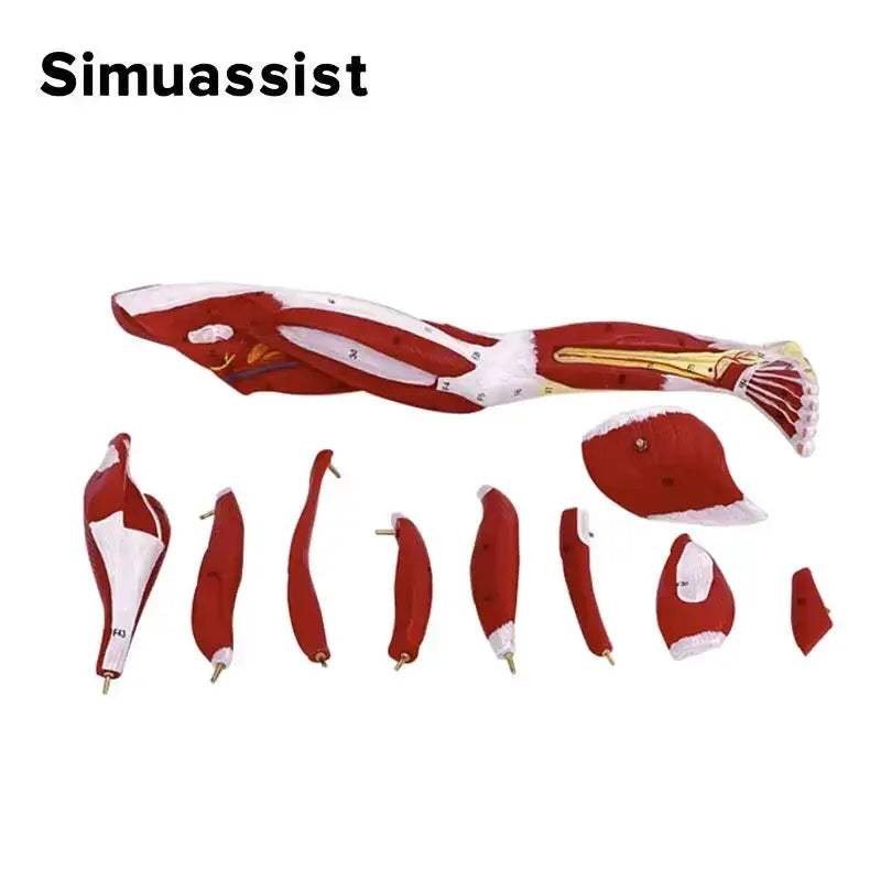 Lower Leg Anatomy Model With Detachable Muscles For Medical Teaching - ToylandEU