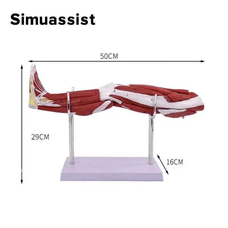 Lower Leg Anatomy Model With Detachable Muscles For Medical Teaching - ToylandEU
