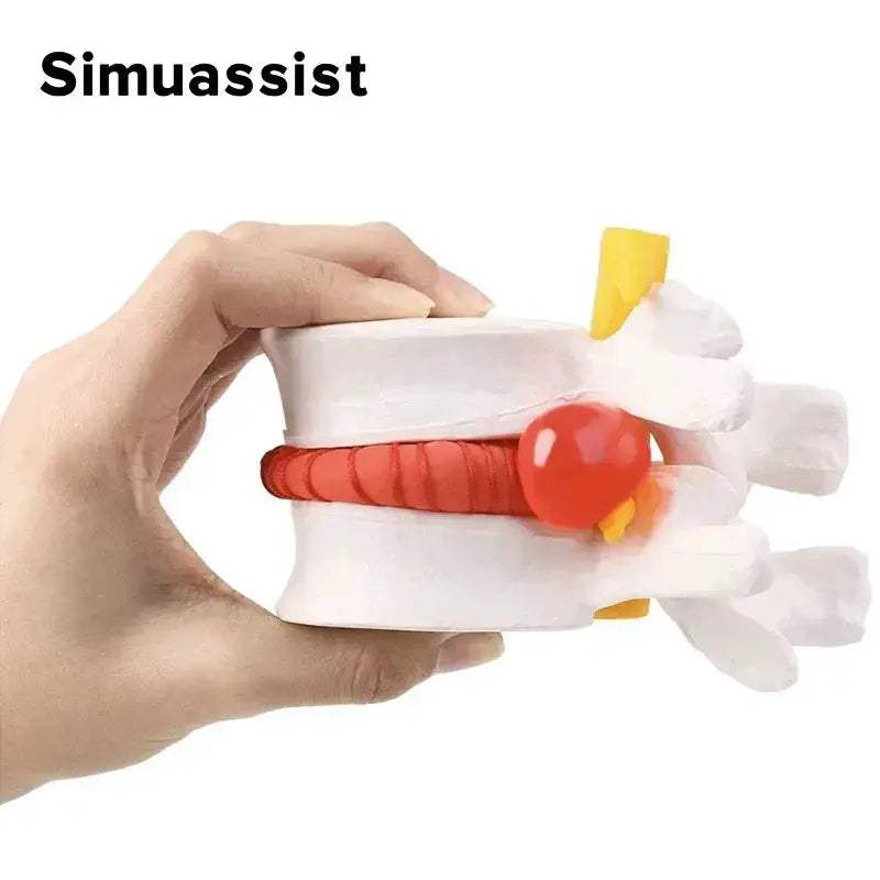 Lumbar Spine Disc Herniation Model For Realistic Medical Teaching - ToylandEU