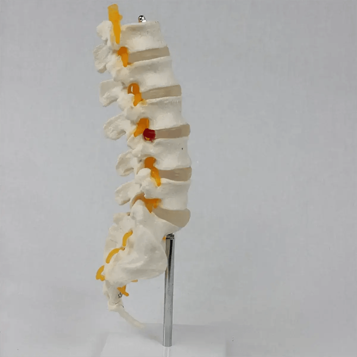  Lumbar Spine Model Sacral Accessory Realistic Teaching -  ToylandEU™