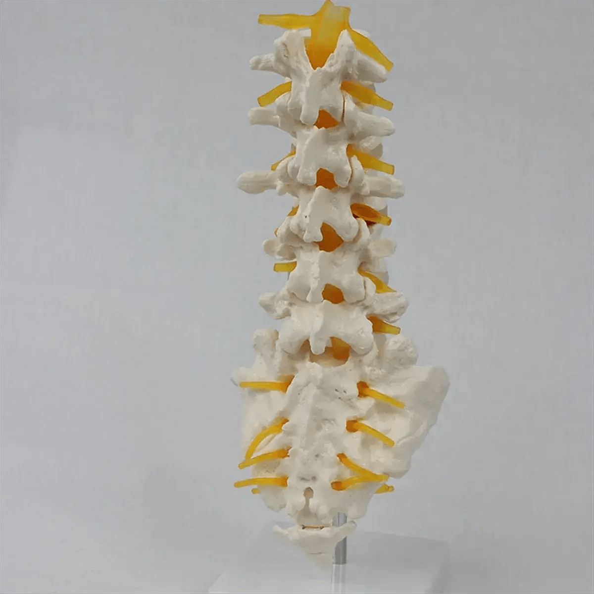  Lumbar Spine Model Sacral Accessory Realistic Teaching -  ToylandEU™