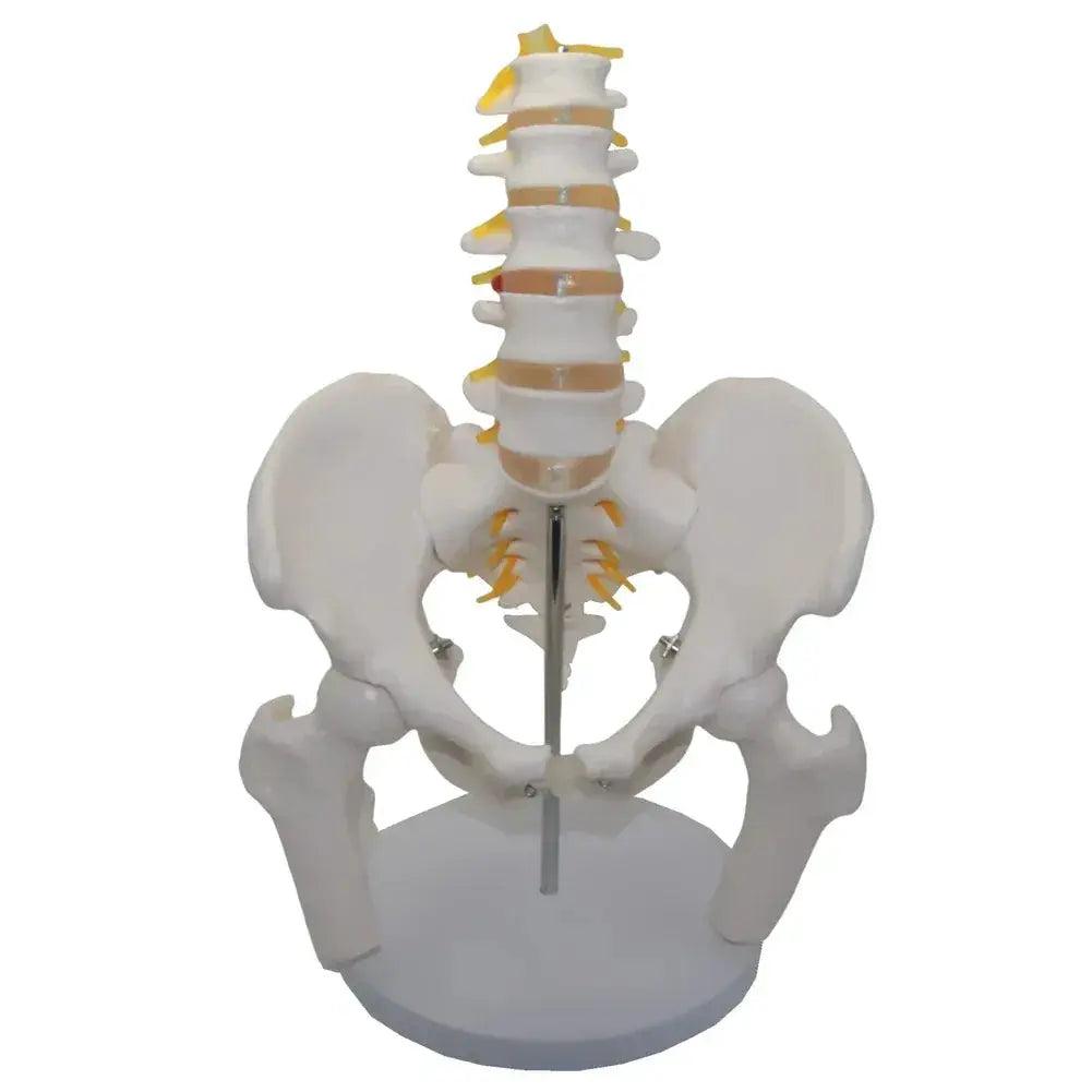  Lumbar Spine Model With Pelvis For Anatomy Teaching -  ToylandEU™