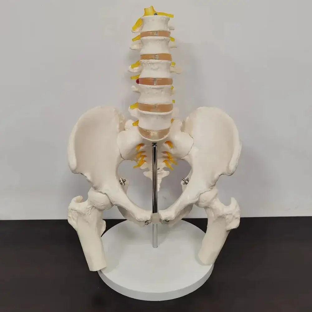  Lumbar Spine Model With Pelvis For Anatomy Teaching -  ToylandEU™