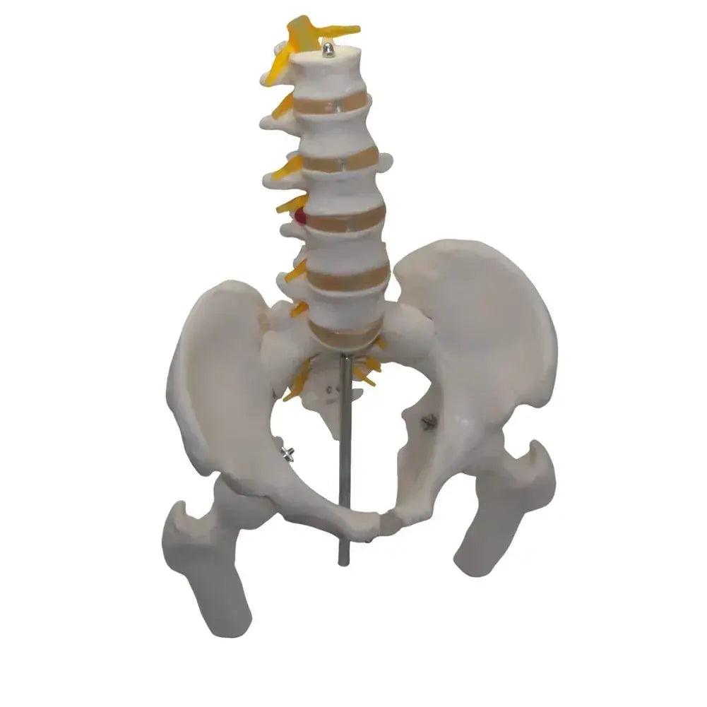  Lumbar Spine Model With Pelvis For Anatomy Teaching -  ToylandEU™