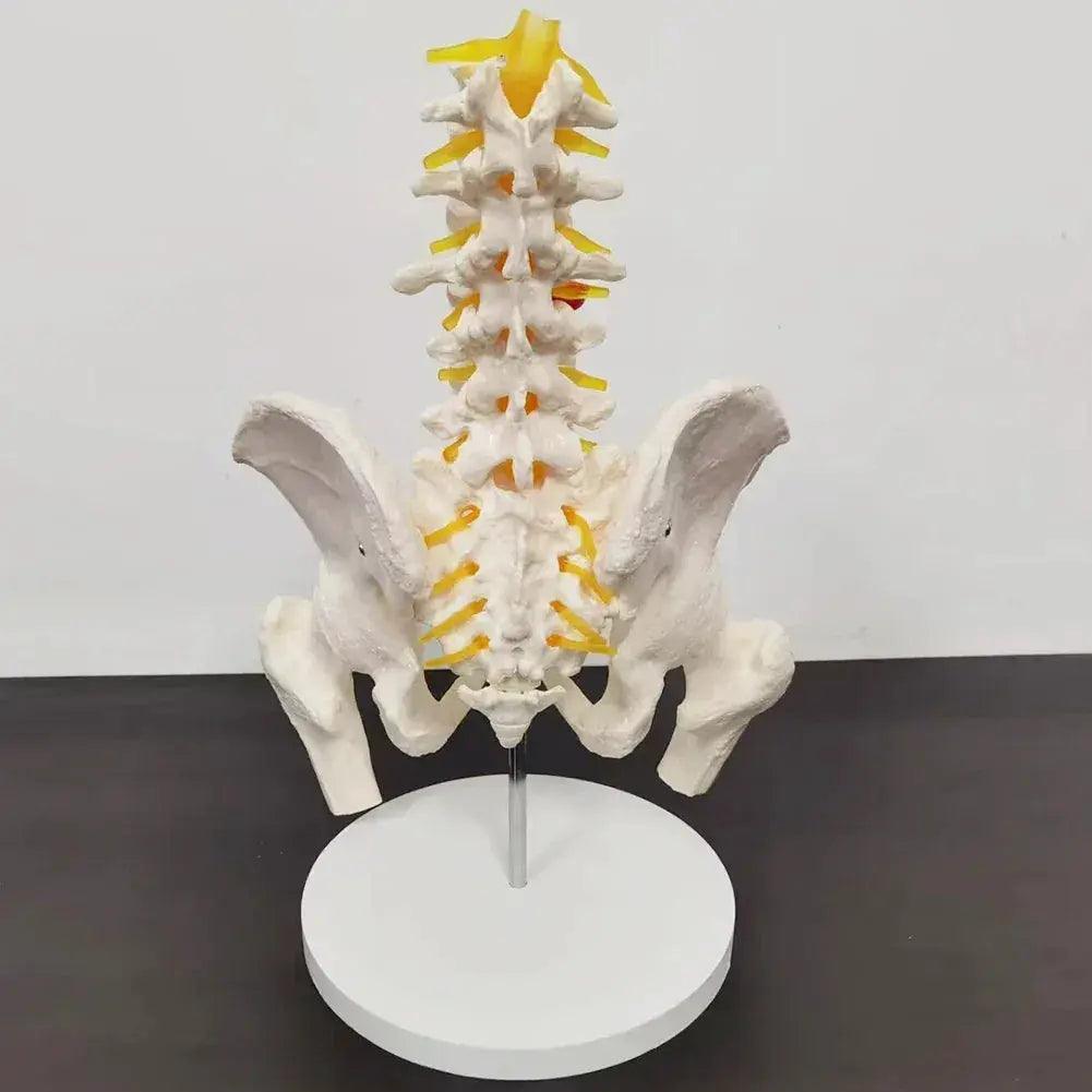  Lumbar Spine Model With Pelvis For Anatomy Teaching -  ToylandEU™