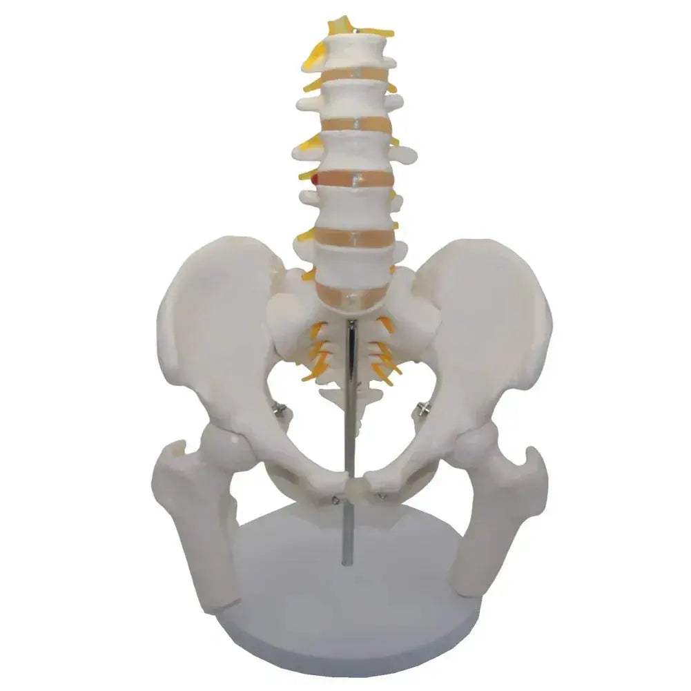 Lumbar Spine Model With Pelvis For Detailed Anatomy Teaching - ToylandEU