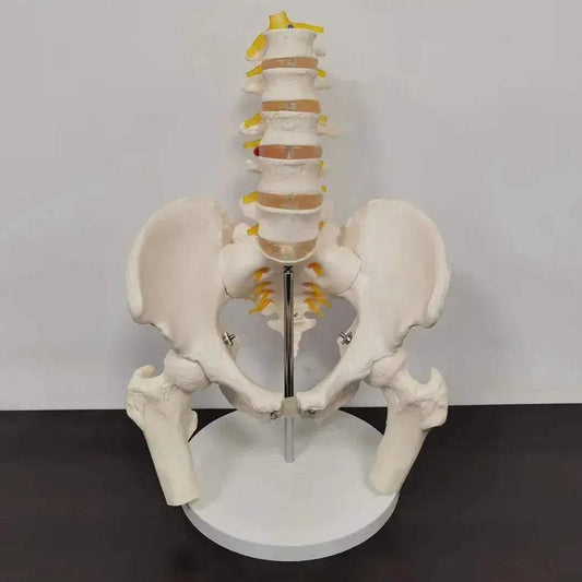  Lumbar Spine Model With Pelvis For Anatomy Teaching -  ToylandEU™