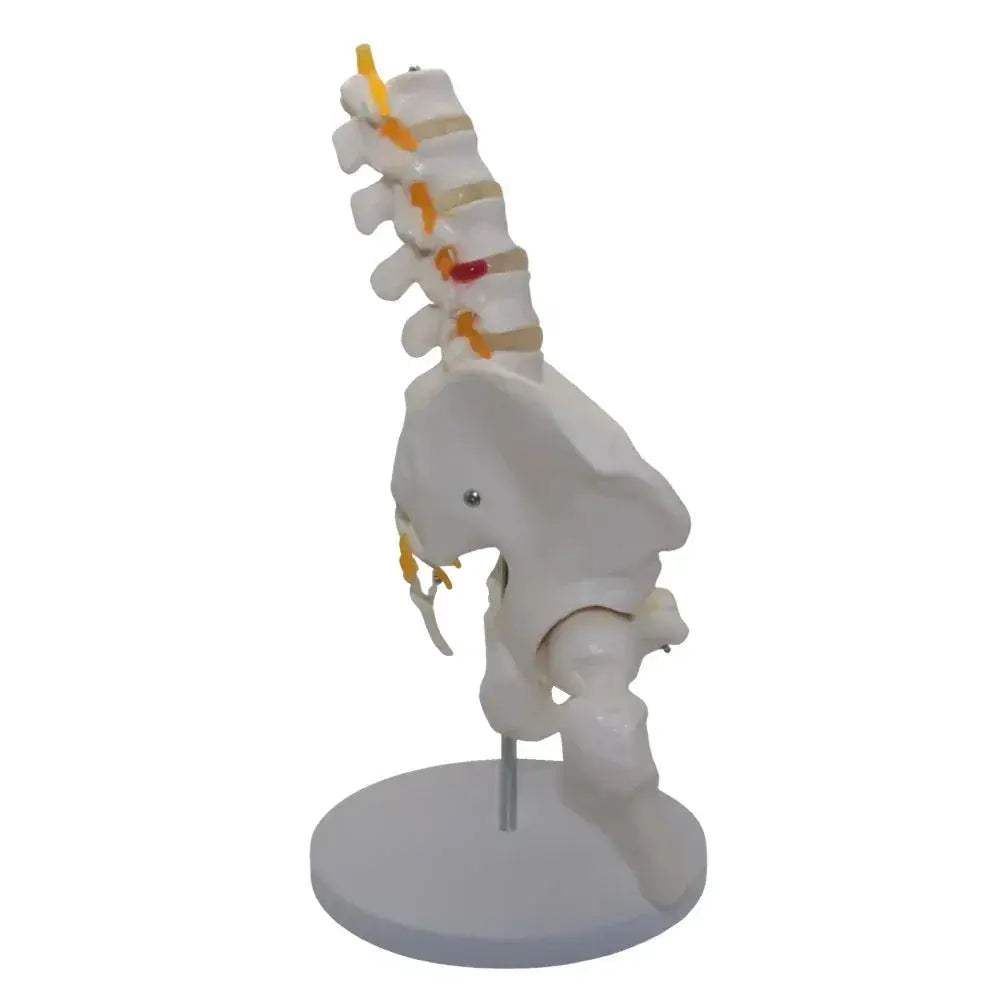 Lumbar Spine Model With Pelvis For Detailed Anatomy Teaching - ToylandEU