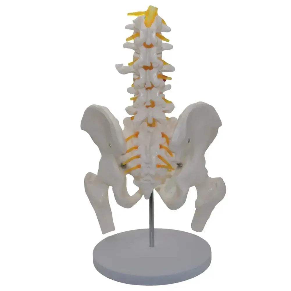 Lumbar Spine Model With Pelvis For Detailed Anatomy Teaching - ToylandEU