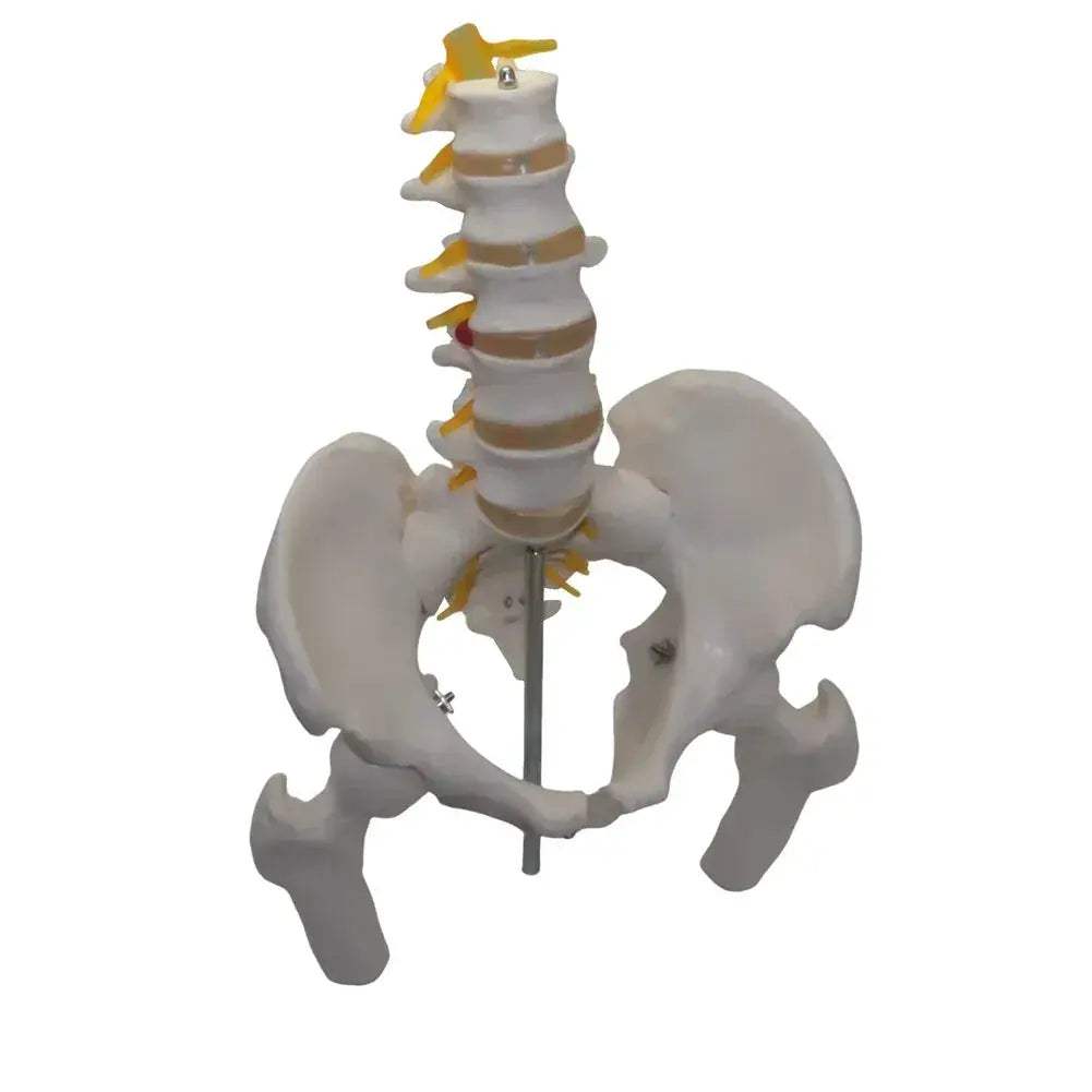 Lumbar Spine Model With Pelvis For Detailed Anatomy Teaching - ToylandEU